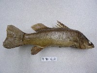 日本真鱸藏品圖，第2張